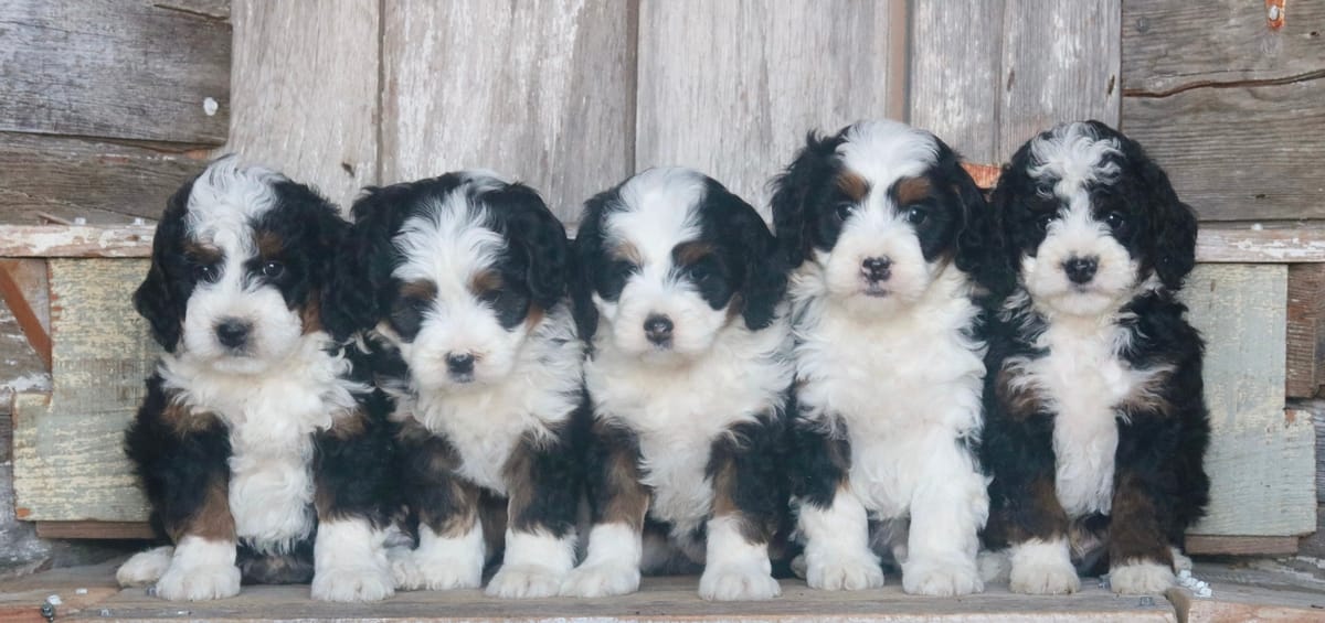 tiny or micro Bernedoodle puppies for sale