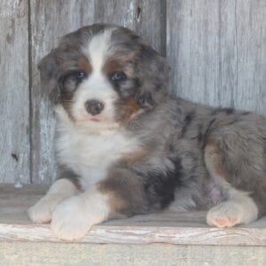 mini-bernedoodle-puppies-for-sale.jpg
