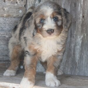 mini-bernedoodle-puppies-for-sale.jpg