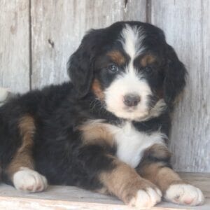 mini-bernedoodle-puppies-for-sale.jpg