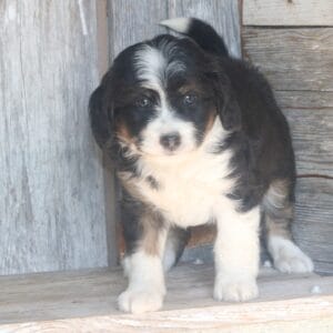 mini-bernedoodle-puppies-for-sale.jpg