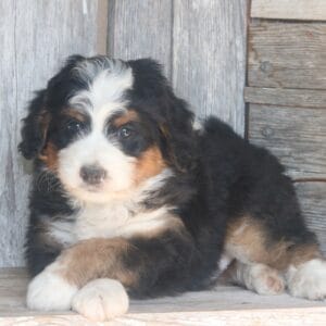 mini-bernedoodle-puppies-for-sale.jpg