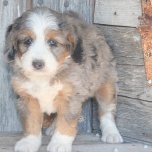 mini-bernedoodle-puppies-for-sale.jpg