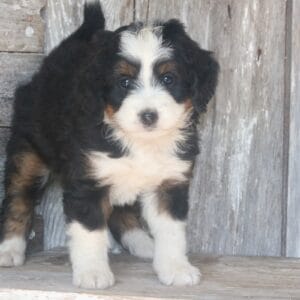 mini-bernedoodle-puppies-for-sale.jpg