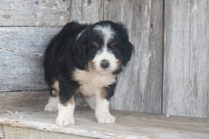 mini-bernedoodle.jpg
