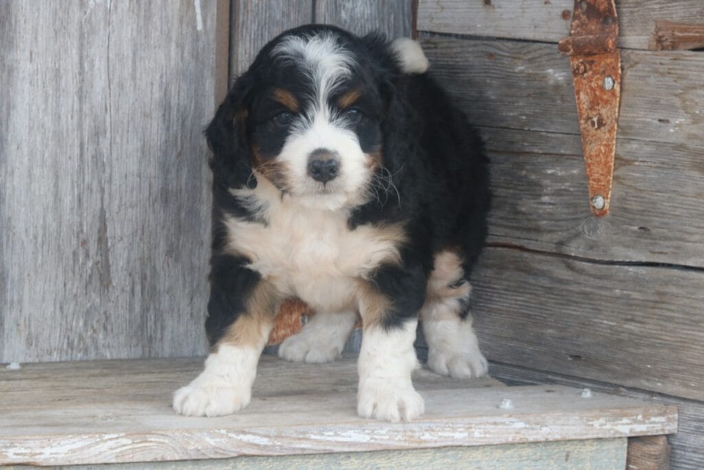 mini-bernedoodle-puppies-for-sale.jpg