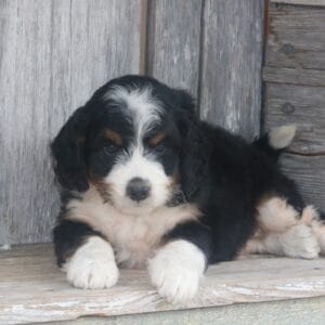 mini-bernedoodle-puppies-for-sale.jpg