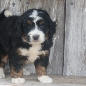 mini-bernedoodle-puppies-for-sale.jpg