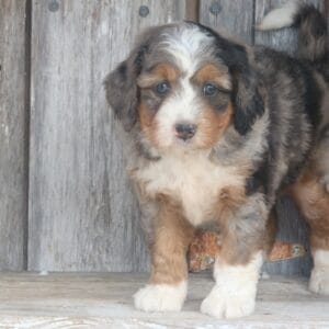 mini-bernedoodle-puppies-for-sale.jpg