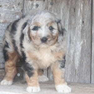 mini-bernedoodle-puppies-for-sale.jpg