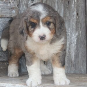 mini-bernedoodle-puppies-for-sale.jpg