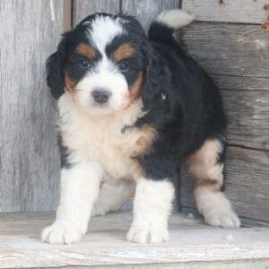 mini-bernedoodle-puppies-for-sale.jpg