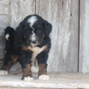 mini-bernedoodle-puppies-for-sale.jpg