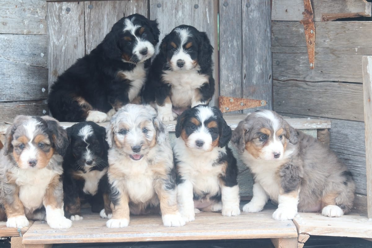 mini bernedoodle puppies north Carolina