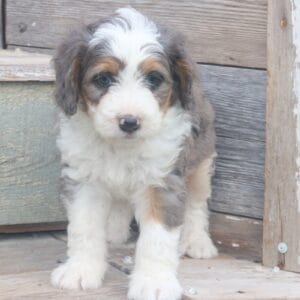 mini-bernedoodle-puppies-for-sale.jpg