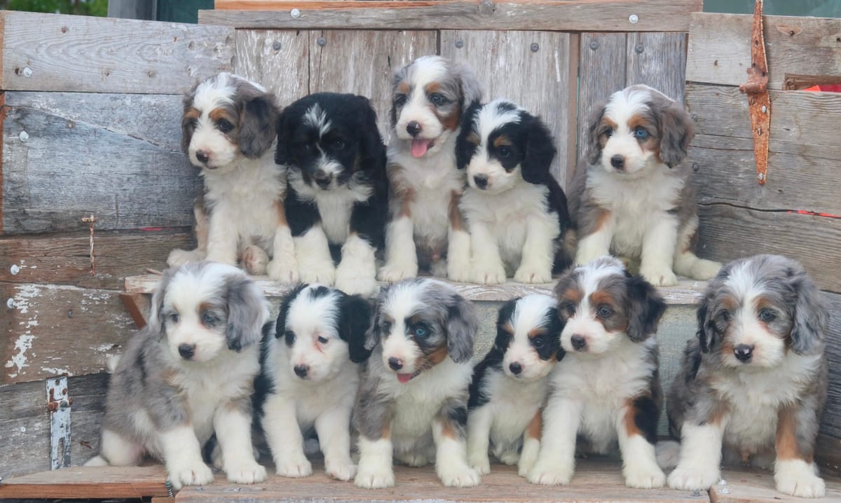 mini bernedoodle puppies north Carolina