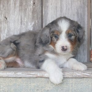 standard-bernedoodle -puppies-for-sale.jpg