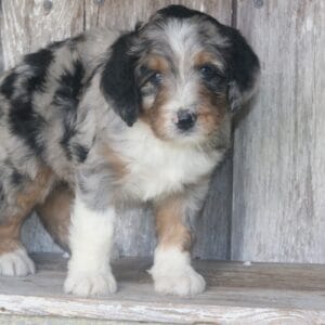 standard-bernedoodle -puppies-for-sale.jpg