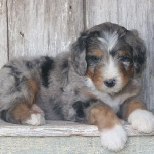 standard-bernedoodle -puppies-for-sale.jpg