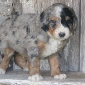 standard-bernedoodle -puppies-for-sale.jpg