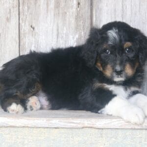 standard-bernedoodle -puppies-for-sale.jpg