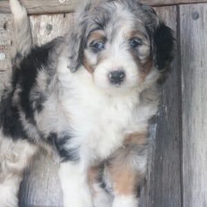 standard-bernedoodle -puppies-for-sale.jpg