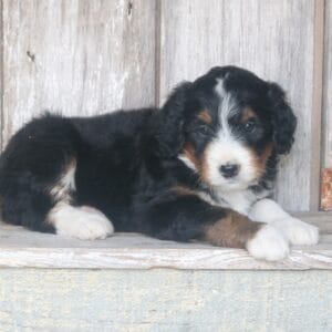 standard-bernedoodle -puppies-for-sale.jpg