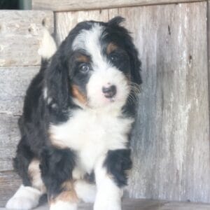 standard-bernedoodle -puppies-for-sale.jpg