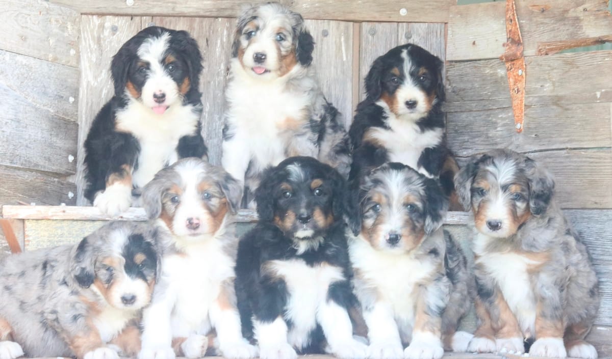standard bernedoodle puppies for sale north carolina