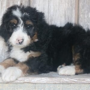 standard-bernedoodle -puppies-for-sale.jpg
