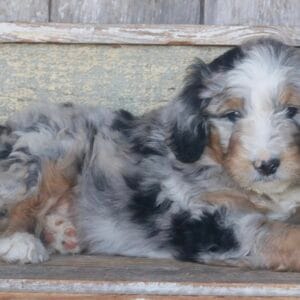 standard-bernedoodle -puppies-for-sale.jpg