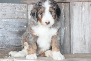 IMG 97182