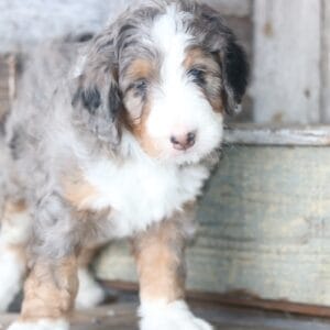 standard-bernedoodle -puppies-for-sale.jpg