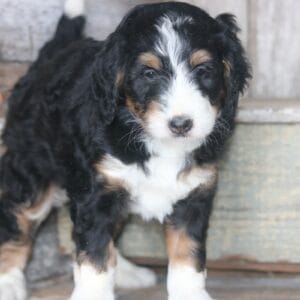 standard-bernedoodle -puppies-for-sale.jpg