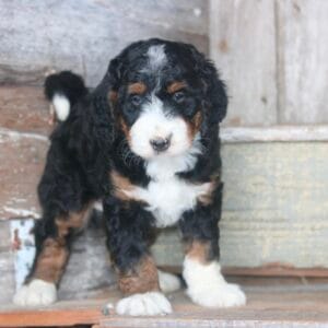 standard-bernedoodle -puppies-for-sale.jpg