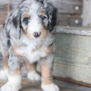 standard-bernedoodle -puppies-for-sale.jpg