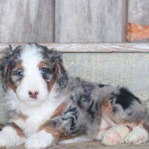 standard-bernedoodle -puppies-for-sale.jpg