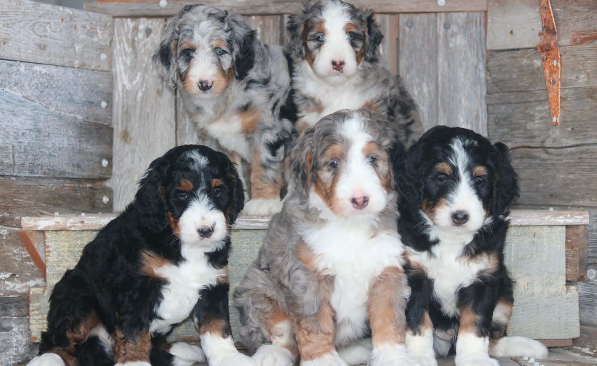 standard bernedoodle puppies for sale north carolina