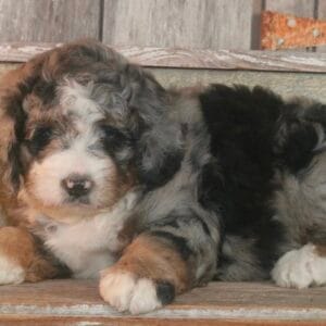 standard-bernedoodle -puppies-for-sale.jpg