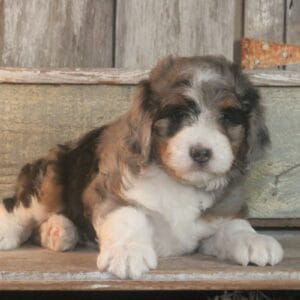 standard-bernedoodle -puppies-for-sale.jpg
