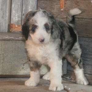 standard-bernedoodle -puppies-for-sale.jpg