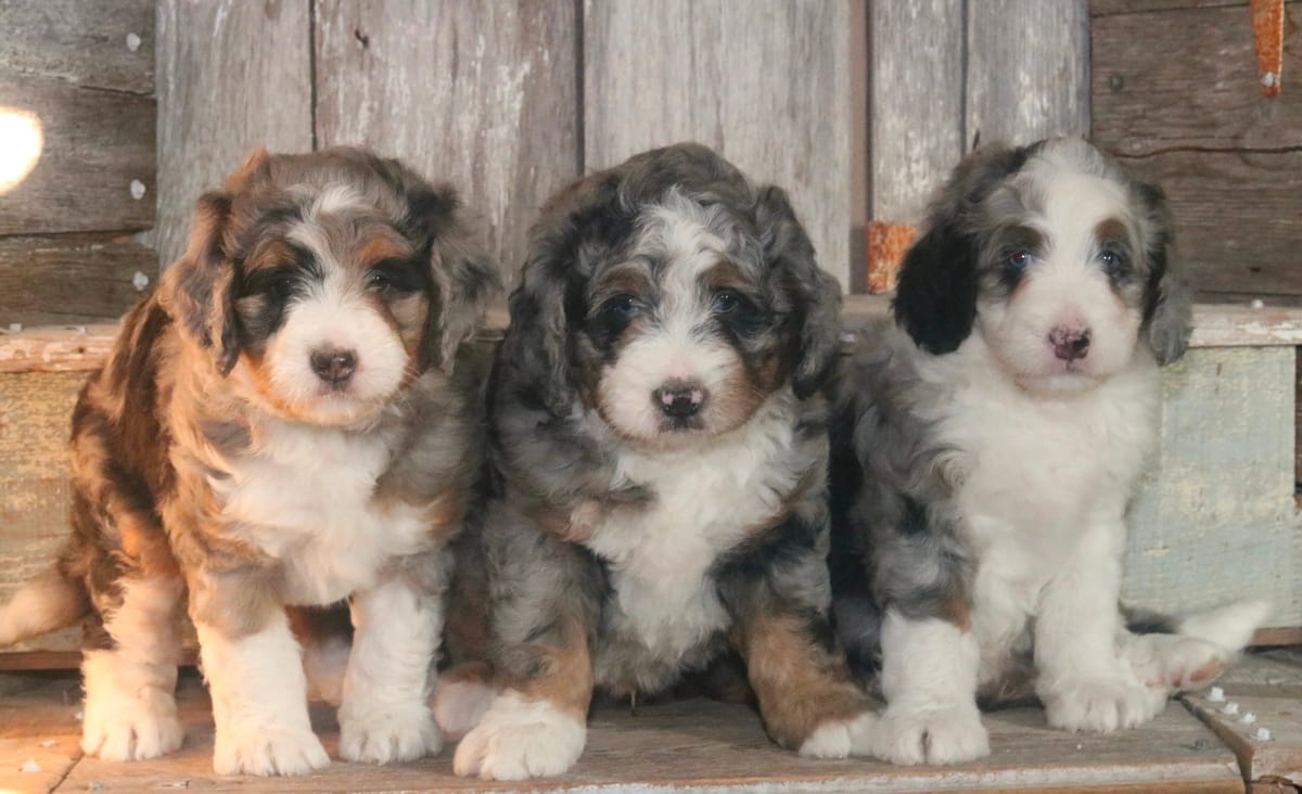 standard bernedoodle puppies for sale north carolina