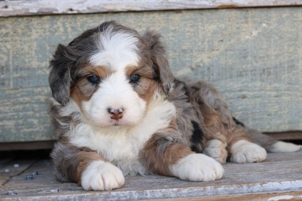 Micro Mini Bernedoodle Breeder