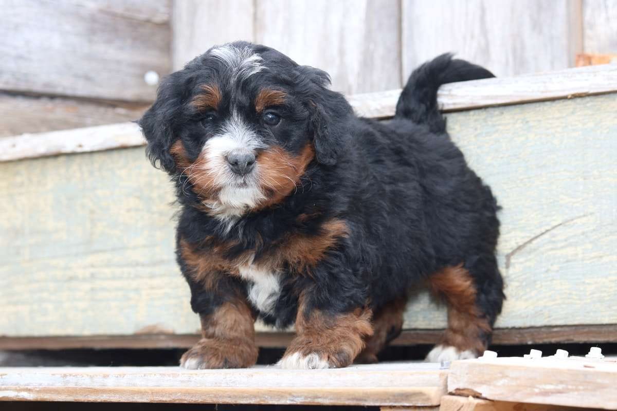 Bernedoodle Breeder North Carolina