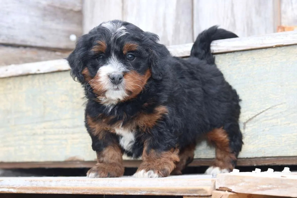 The Bernedoodles Breeder North Carolina