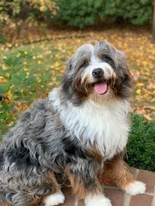 Mini Bernedoodles 1
