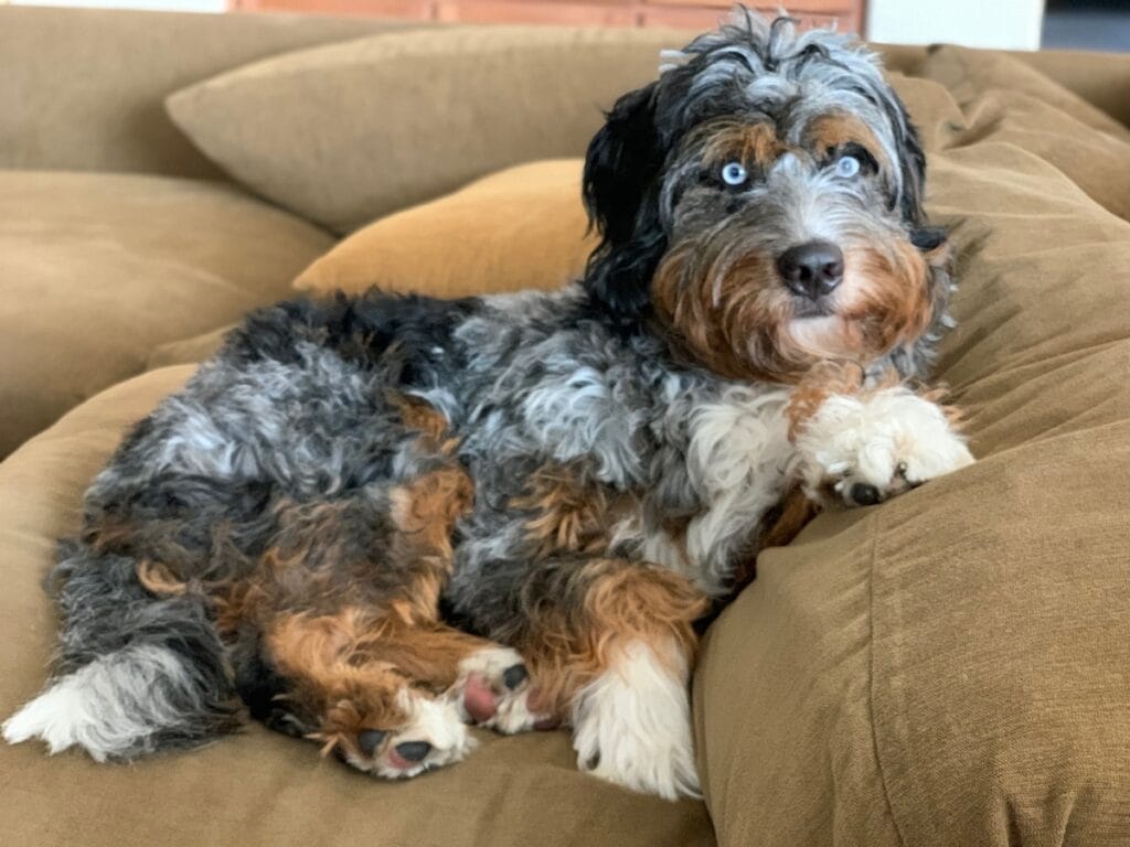 Mini-Bernedoodles.jpeg