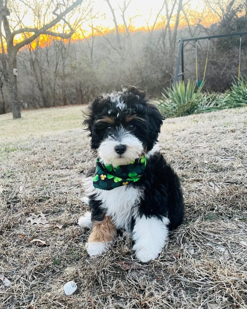 Ralphy