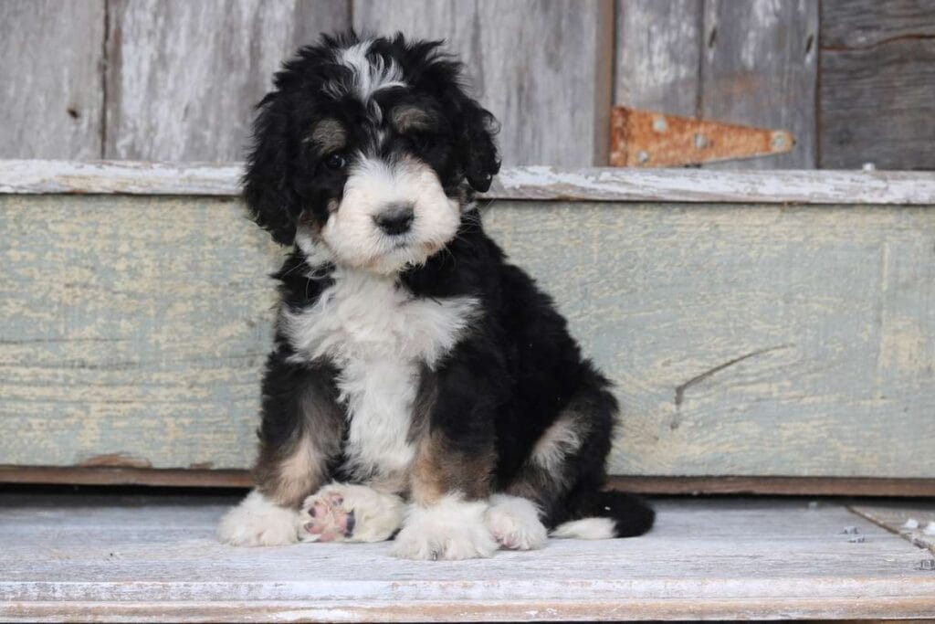 Standard-Bernedoodle-Breeder.jpeg