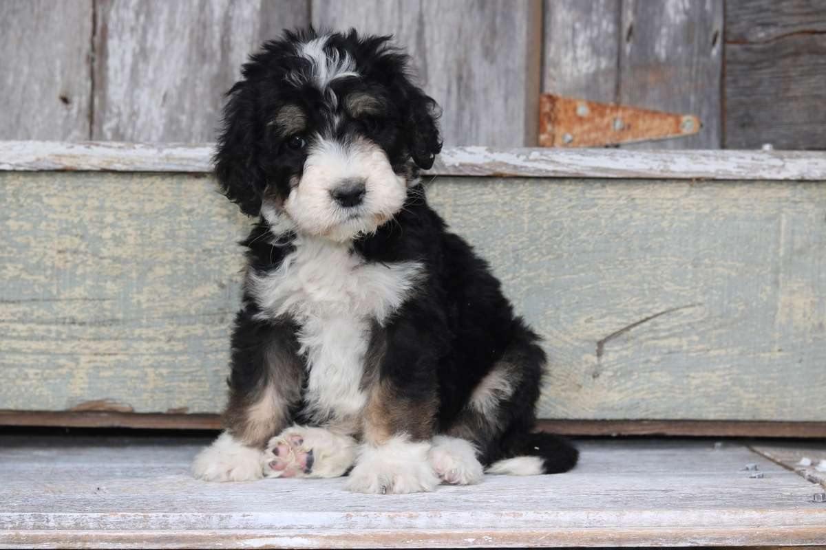 Bernedoodle Breeder North Carolina